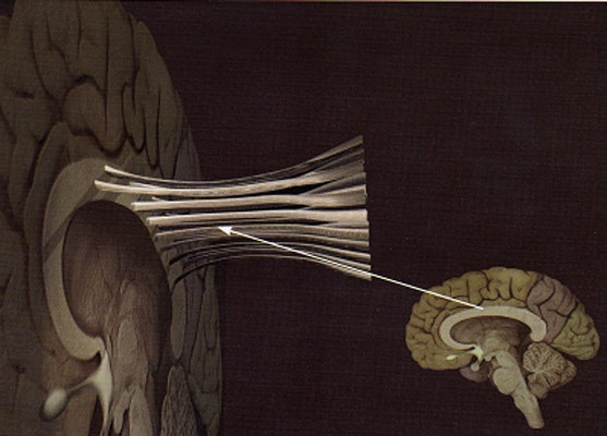 II Seminario sobre lectura: Cuerpo Calloso y Lectura