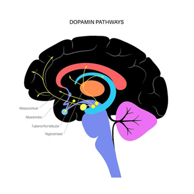 Últimos conocimientos relacionados con la atención